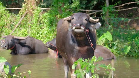 water buffalo looks around standing at side of muddy brown river