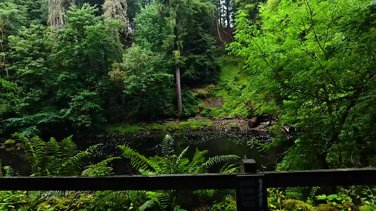 나무 벤치 와 함께 평화로운 숲 전망