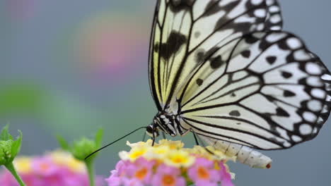 pretty black white butterfly collecting pollen of colorful blooming flower in spring - macro view