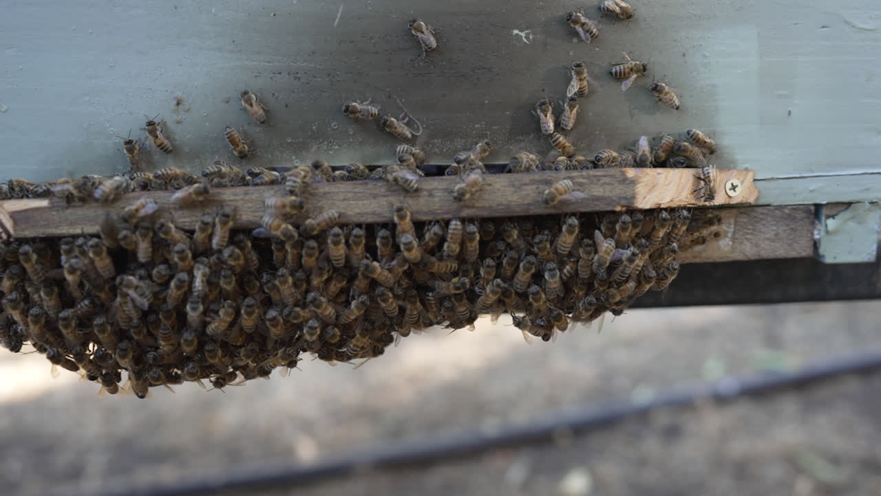 un enjambre de abejas melíferas se reúne alrededor de la entrada de una colmena de madera durante el día