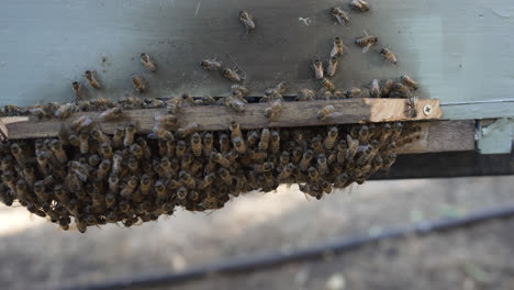 A swarm of honey bees gathers around the entrance of a wooden beehive during daytime