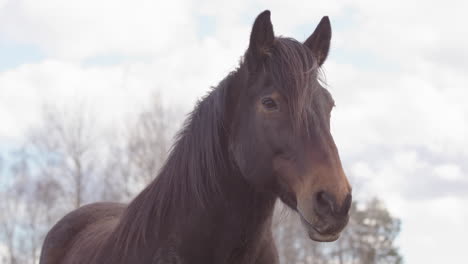 Frontal-view-of-docile-chestnut-horse-used-during-equine-assisted-therapy