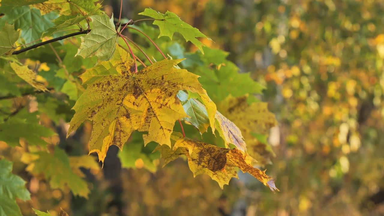 Autumn Maple Leaves Closeup