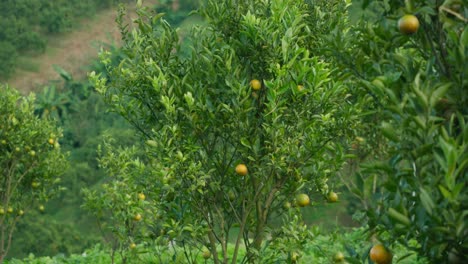 orange orchard