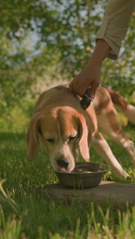 amante de mascotas sosteniendo a sus perros por las correas mientras beben agua de placas de metal colocadas en una superficie de madera al aire libre, la escena presenta hierba verde exuberante, luz solar cálida