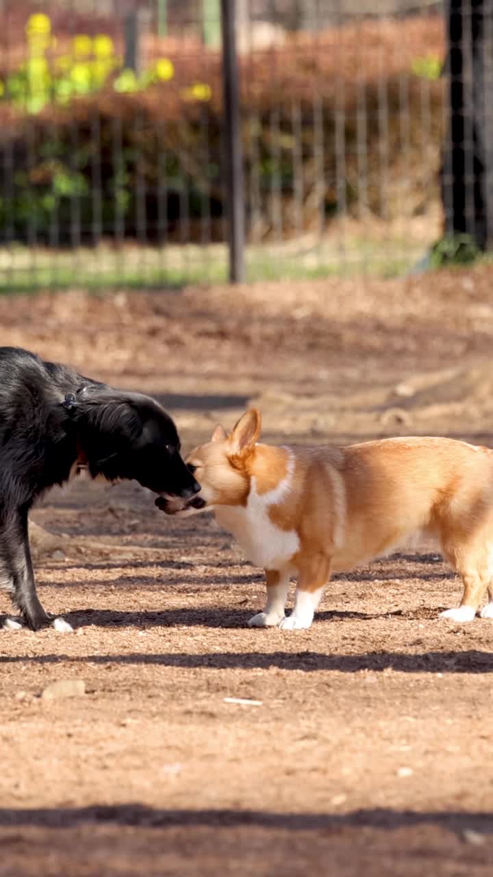 두 마리의 개가 공원에서 만나서 놀고 있다.