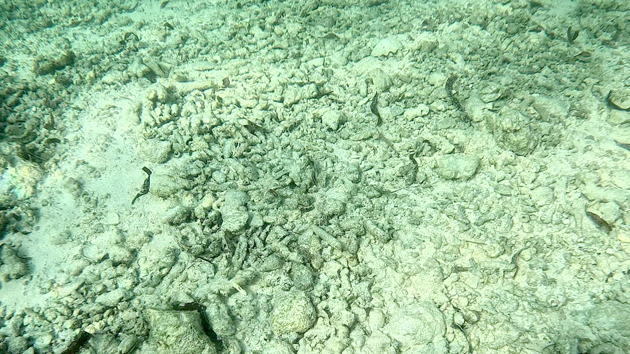Bleached coral rubble on a dead reef.
