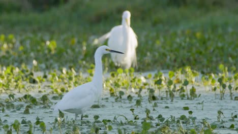 white egret flyaway and land in green algae vegetation wetlands