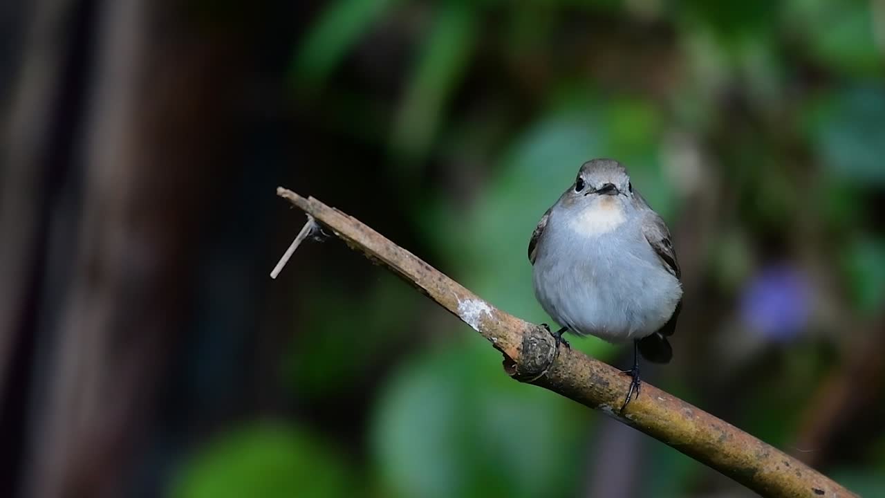 Taiga Flycatcher, Female,