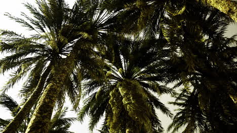 lush palm trees create a tropical canopy under a bright sky