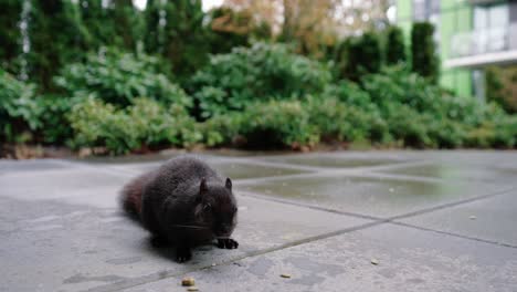 Niedliches-Eichhörnchen,-Das-Nüsse-Auf-Dem-Boden-Im-Hinterhof-Frisst