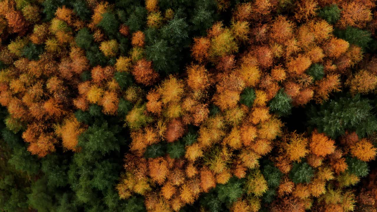 Aerial top down view of the forest canopy with orange larch and evergreen spruce trees in Wicklow, Ireland