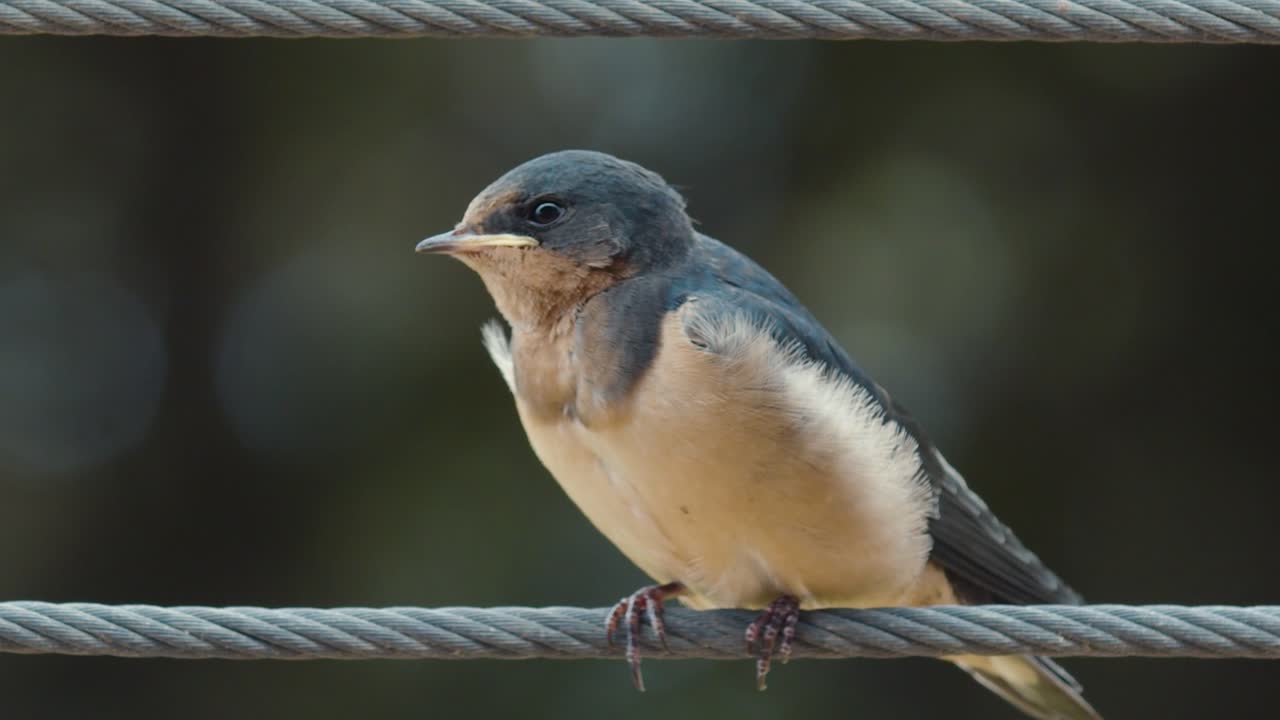 bird on a wire flapping it's wings