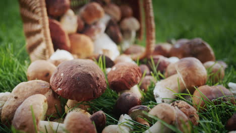 cesta con hongos boletus en el césped verde.