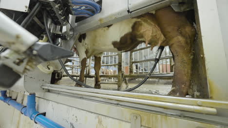 automated milking system pipelines detaches from teat