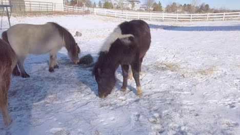 caballos en miniatura en la granja comiendo heno
