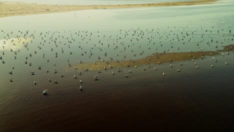 stunning drone aerial shot of beautiful flock of birds on water