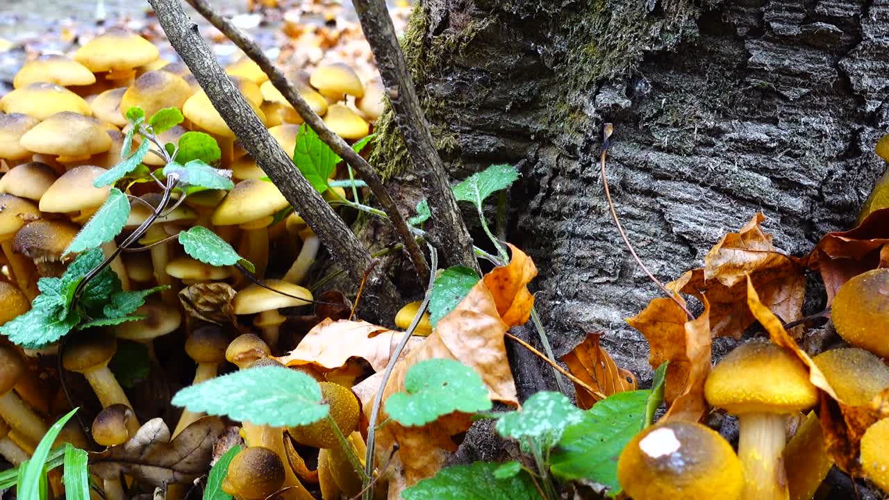 Funghi chiodini nel bosco autunnale.