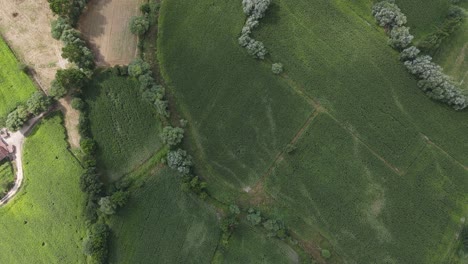 Vista-Aérea-De-Drone-Campo-De-Plantas-Rurales