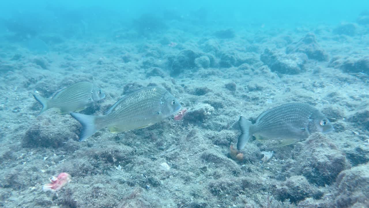 Diversi pesci nuotano con grazia sopra un fondale oceanico roccioso nelle limpide acque tropicali blu.