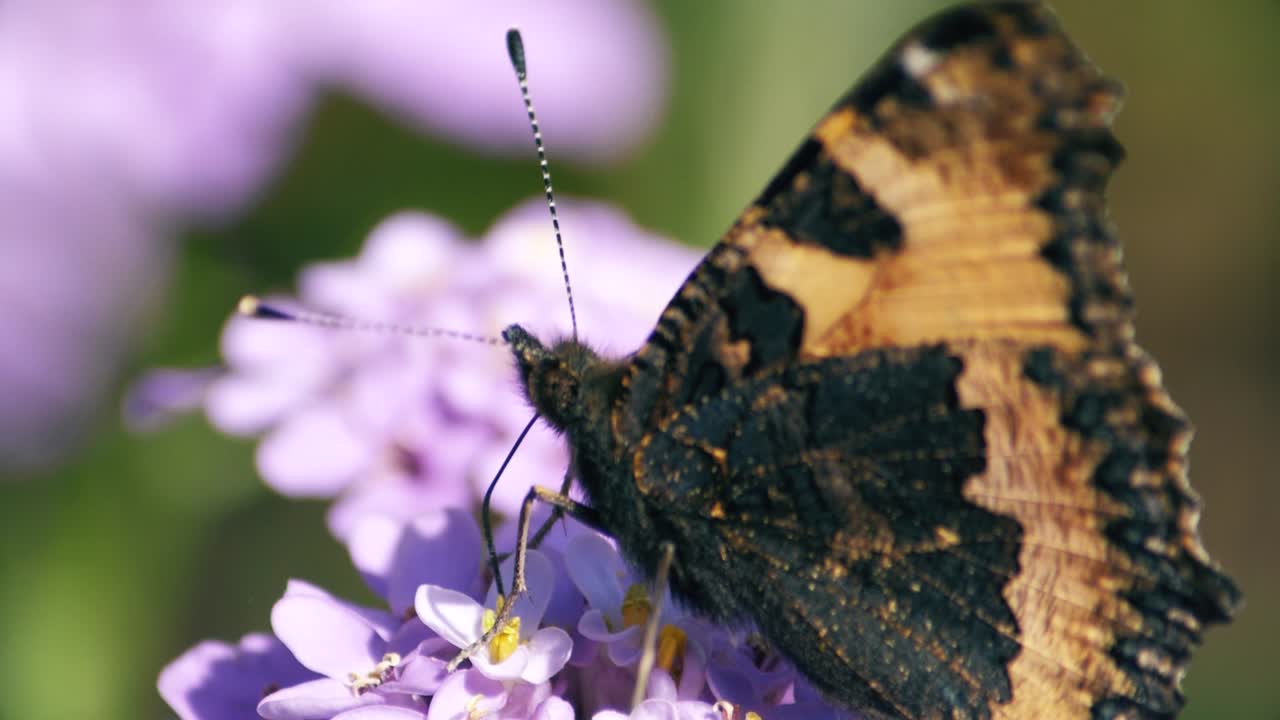 Una farfalla Vanessa del cardo si sposta di fiore in fiore inserendo la proboscide man mano che procede.