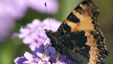 a painted lady butterfly moves from flower to flower putting its proboscis in as it goes