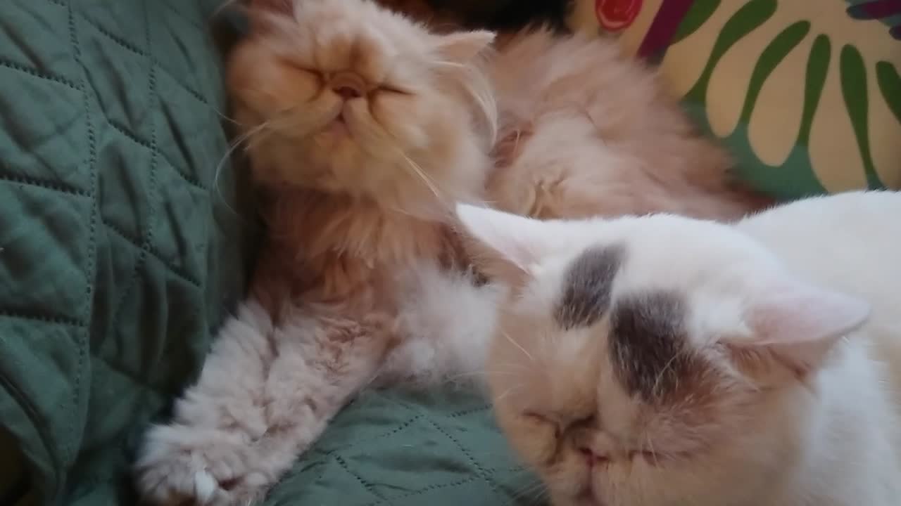 Due gatti persiani pigri assonnati sul divano.