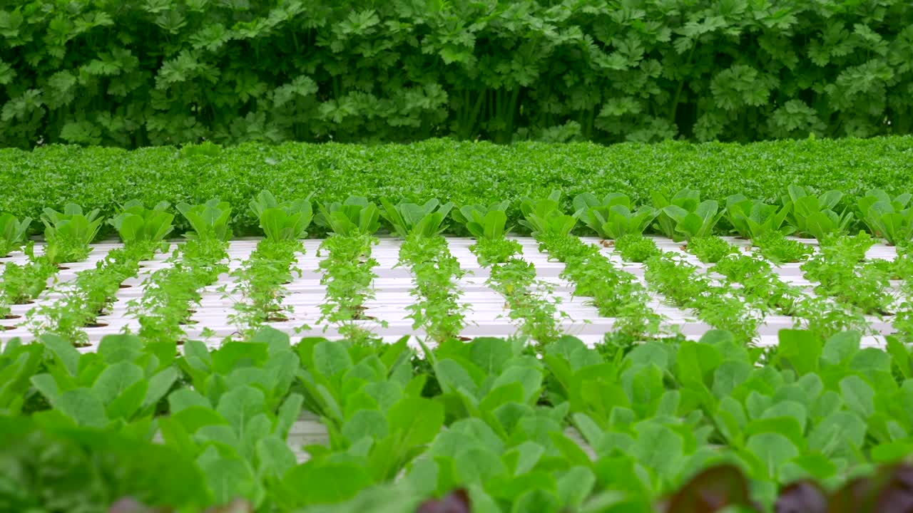 녹색 잎 칼레와 러드 식물은 수확 환경에서 자란다.