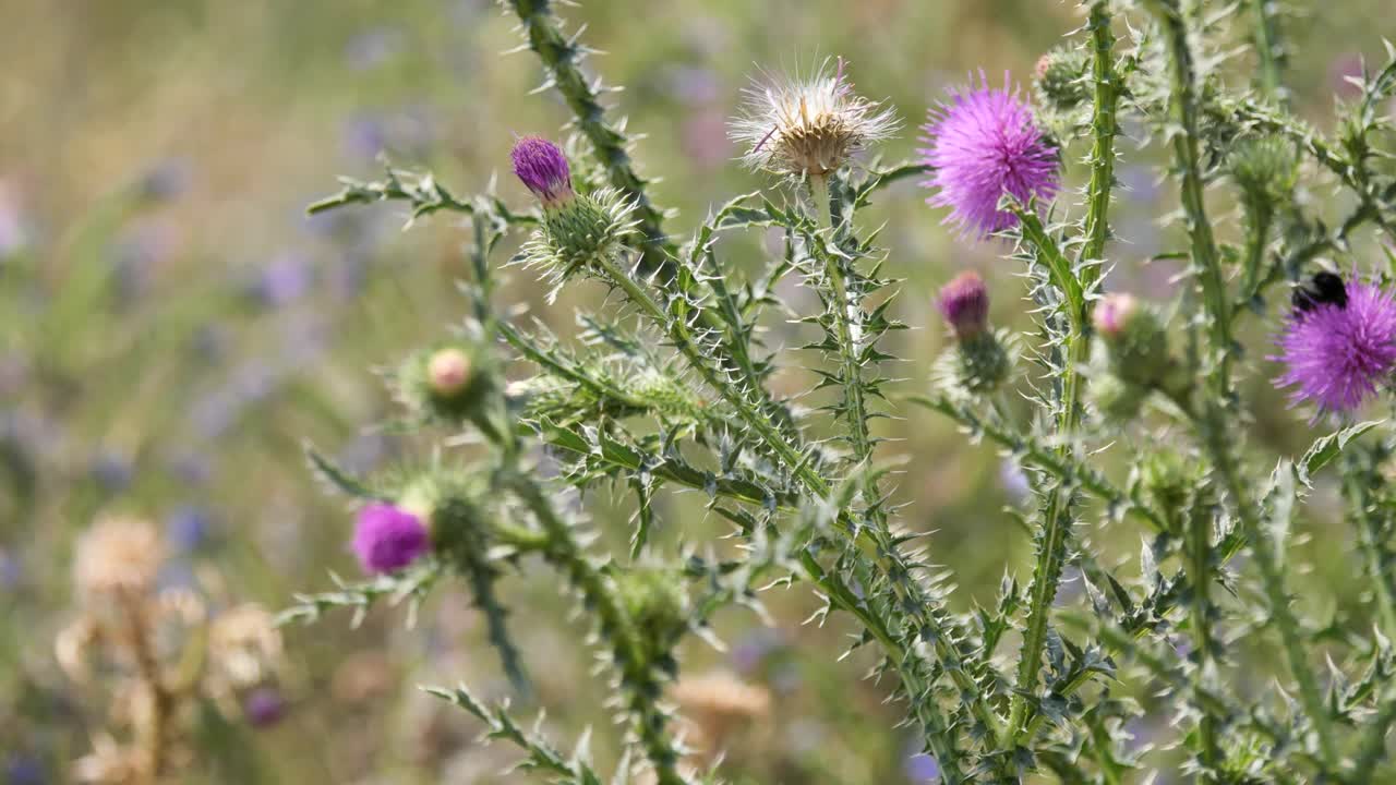 cardo algodonero o cardo escocés que se balancea suavemente con el viento y atrae a los abejorros
