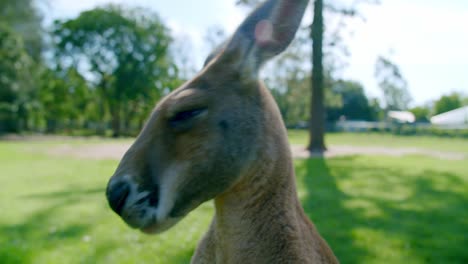 close up, large red kangaroo stares down the camera lens, slow motion