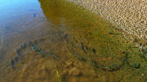 shoal of fish bank in stale water nature lake spring, aerial over aquatic life