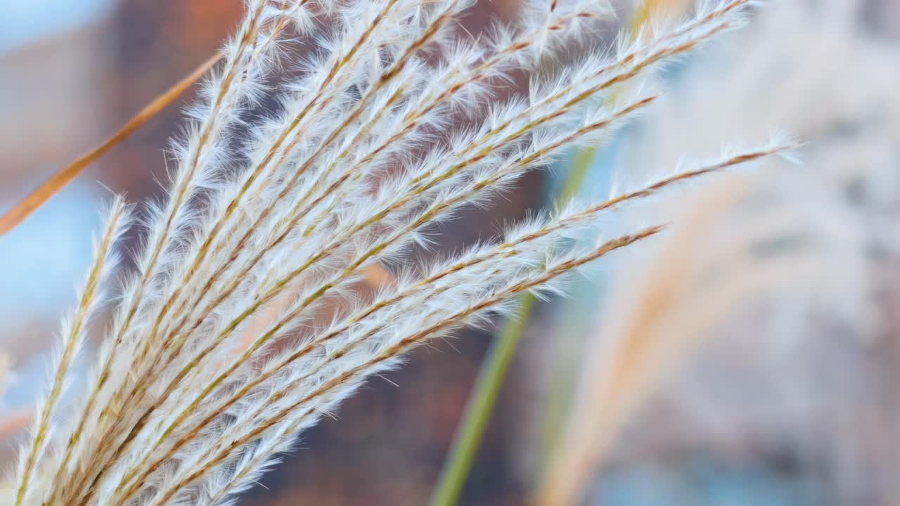 Detailed view of delicate grass swaying gently, with a blurred background creating a serene atmosphere.
