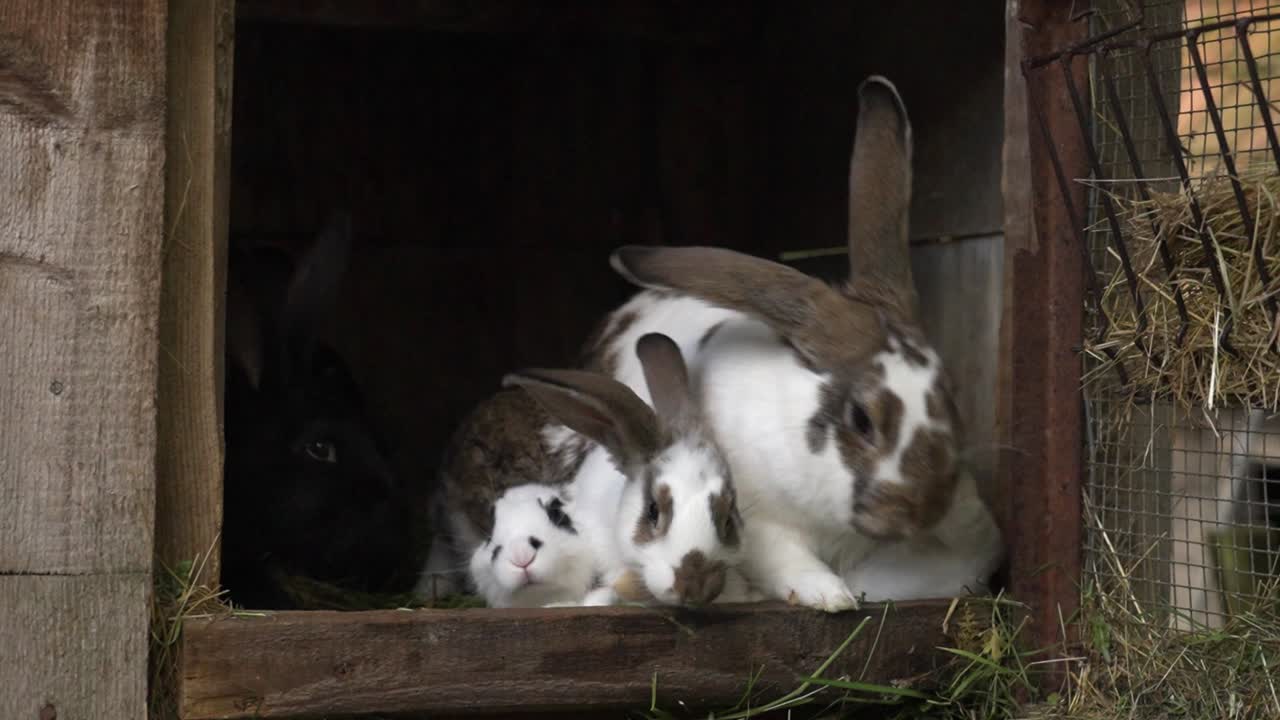 Rabbits resting inside a wooden hutch filled with hay