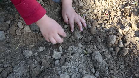 Niño-Mano-Planta-Bulbo-De-Cebolla-En-El-Suelo,-Niño-Aprender-Agricultura,-Cultivar-Vegetales