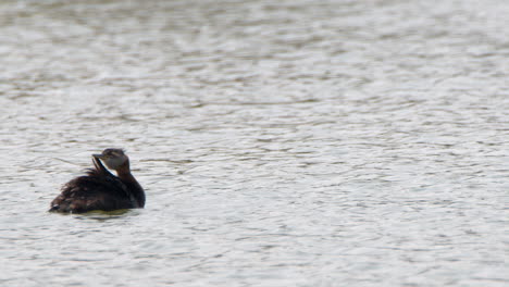 Lone-Red-necked-Grebe-grooms-wing-feathers-on-silver-pond,-copy-space