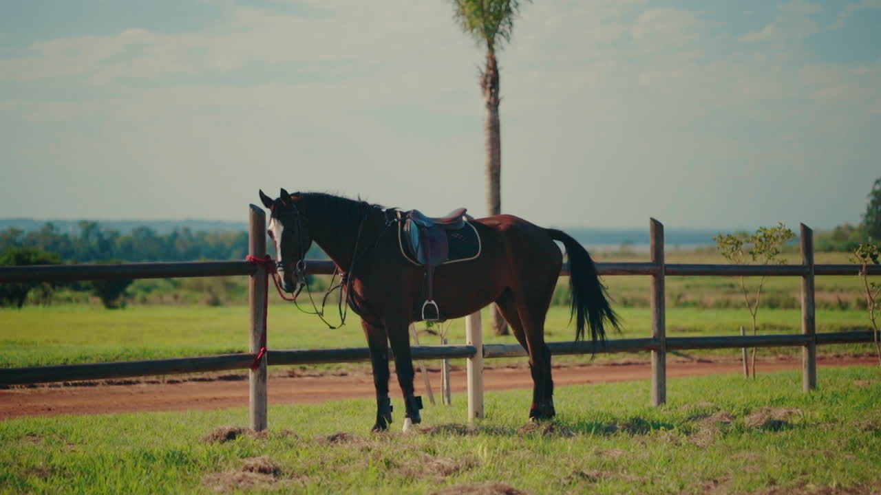 Purebred Horse Tied at Wooden Fence Near Rural Ranch, Equestrian Lifestyle Scene