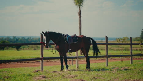 purebred horse tied at wooden fence near rural ranch, equestrian lifestyle scene