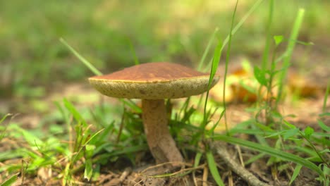 hongo bolete rey en el suelo del bosque de arkansas