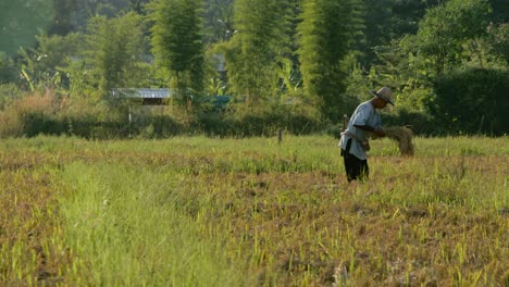 farmer harvesting rice in a paddy field