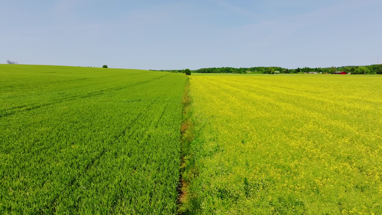 Perfect symmetry as drone moves forward between green wheat and yellow canola