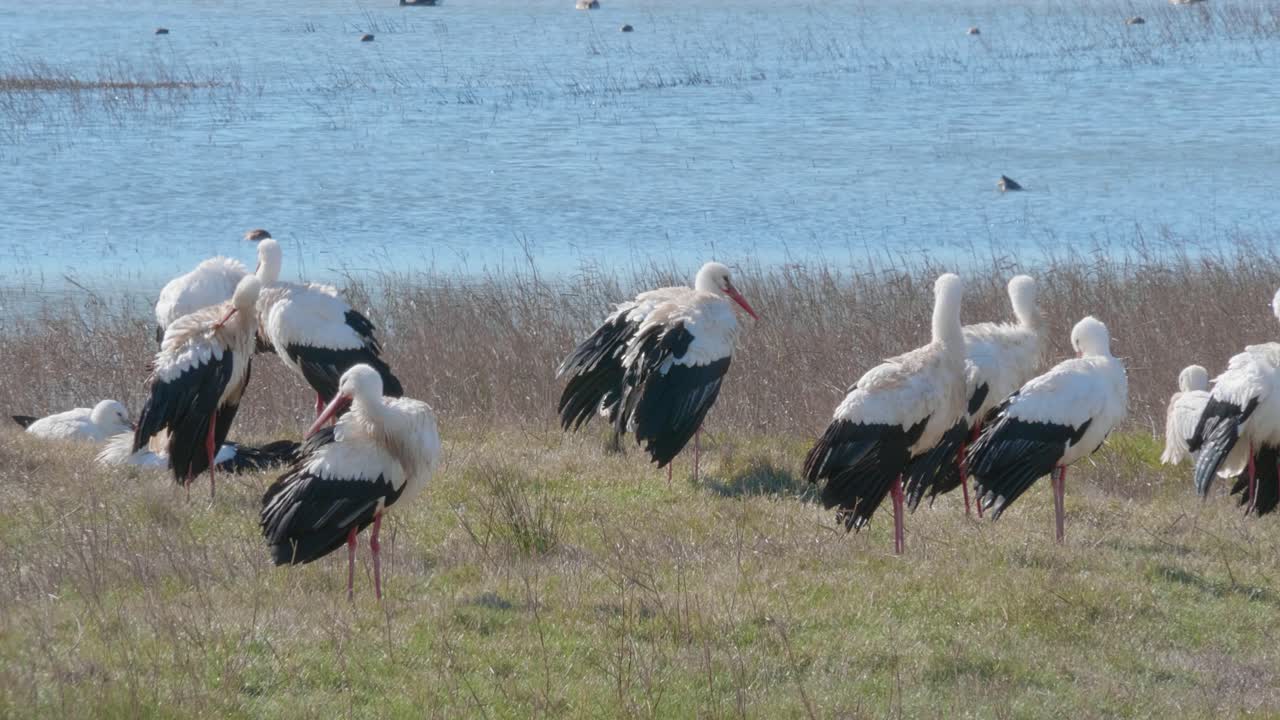 자연 공원에서 호수 앞에서 수영을 한 후 일광욕을 하는 흰 황새 무리
