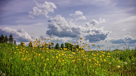 Dandelions-and-other-wildflowers-growing-in-a-green-meadow-with-a-dramatic-cloudscape-overhead---low-angle-time-lapse