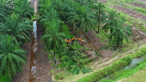 birds eye view aerial drone fly around capturing a digger excavator removing the palm trees with birds foraging on the side, deforestation for palm oil, environmental concerns and habitat loss