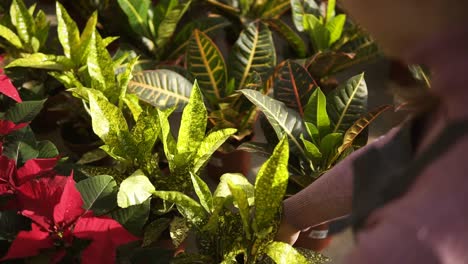 vista de cerca de las manos de la mujer examinando y arreglando la maceta con aucuba japonica en el estante