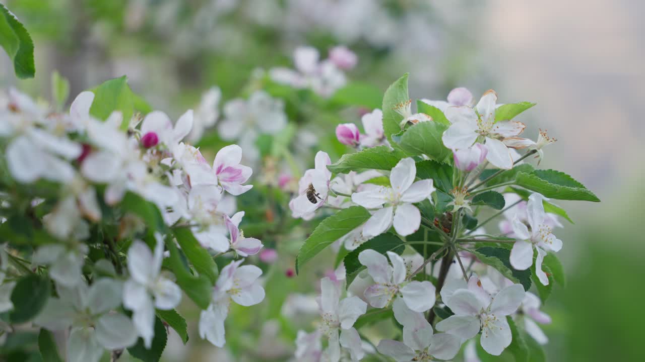 Apple blossoms wobbling slightly in the wind and a bee is flying by - close up footage