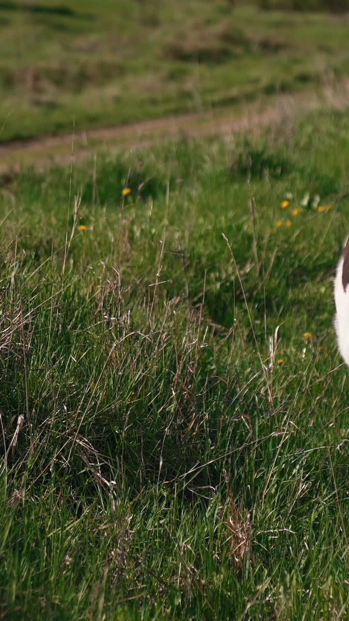 Herd Of Cows On Pasture