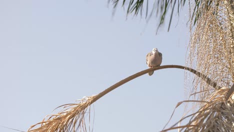 pigeon on a branch 4k 50fps