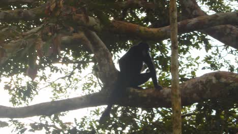 a solitary black spider monkey sits calmly scratching in the dense canopy of the peruvian rainforest.
