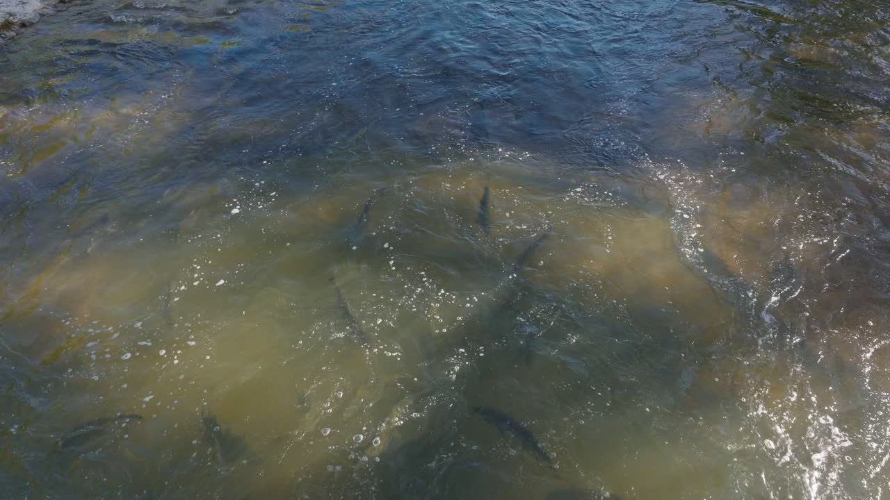 연간 이동 중 은 물에서 상류로 헤엄치는 연어, 공중 사진