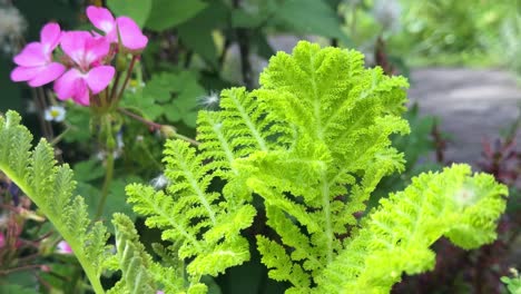 バックグラウンドにピンクの花が付いている茂った庭の緑色のフェルン葉のクローズアップ